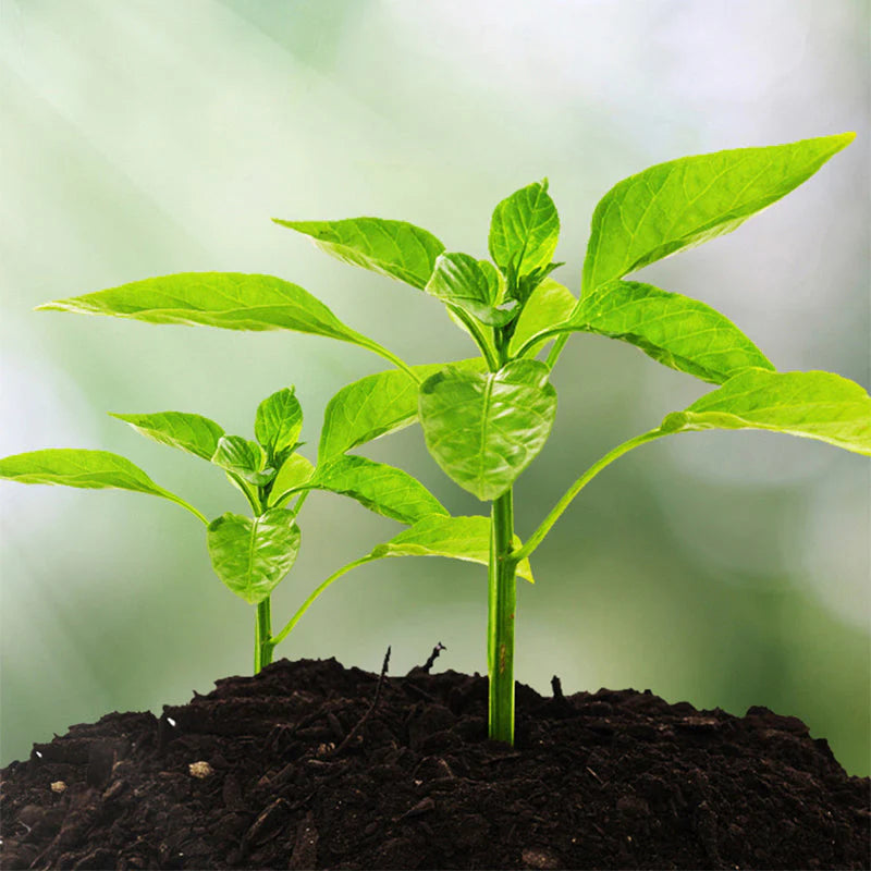 🔥50% Kedvezmény🏷️🌱 3 az 1-ben talajelemző, 🔍 áttekinthető kijelzővel, ☀️ kertbe, cserépbe és üvegházba is